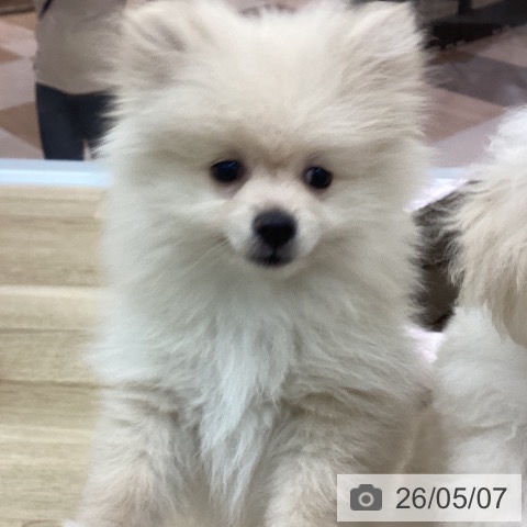 宮崎県のポメラニアン (ペットプラス 宮崎店/2026年2月17日生まれ/男の子/クリーム)の子犬の4枚目の画像