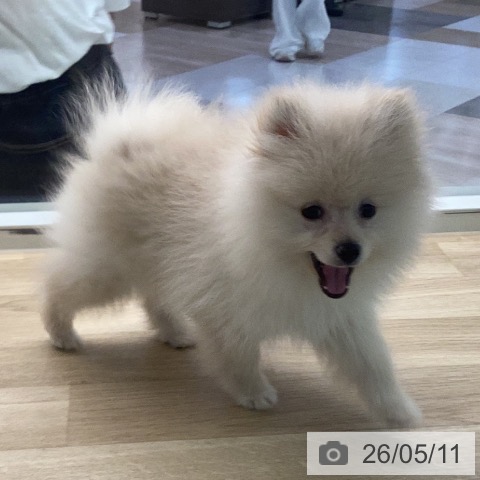 ポメラニアンの写真