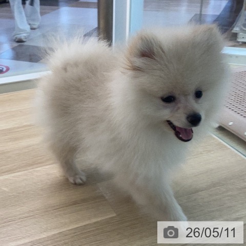 ポメラニアンの写真