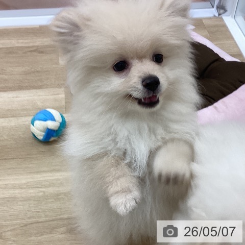 宮崎県のポメラニアン (ペットプラス 宮崎店/2026年2月17日生まれ/男の子/クリーム)の子犬の3枚目の画像