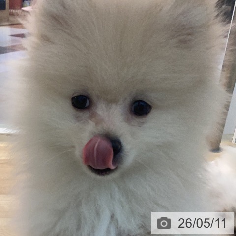 ポメラニアンの写真