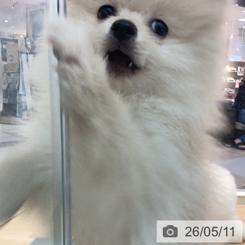 ポメラニアンの写真