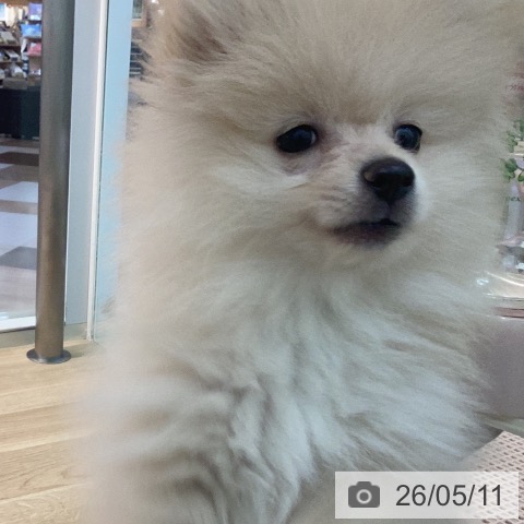 宮崎県のポメラニアン (ペットプラス 宮崎店/2026年2月17日生まれ/男の子/クリーム)の子犬の4枚目の画像