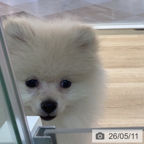 宮崎県のポメラニアン (ペットプラス 宮崎店/2026年2月17日生まれ/男の子/クリーム)の子犬の3枚目の画像