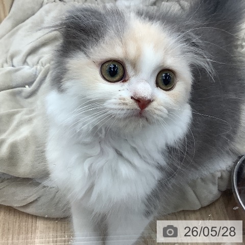 スコティッシュフォールドの写真