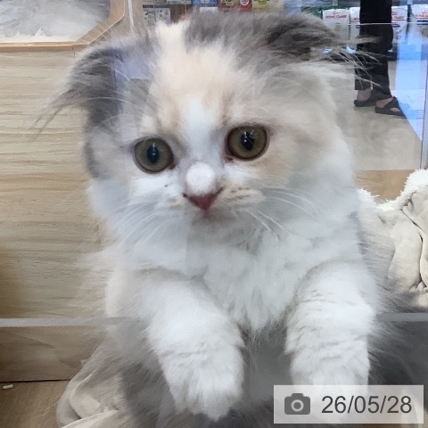 スコティッシュフォールドの写真