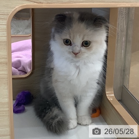 スコティッシュフォールドの写真