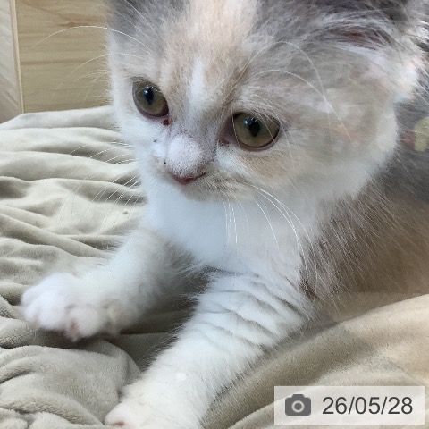 スコティッシュフォールドの写真