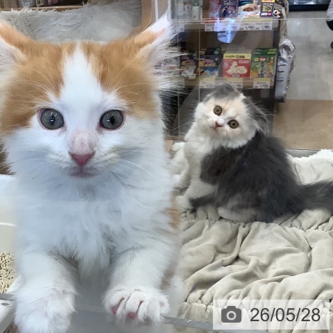 スコティッシュフォールドの写真