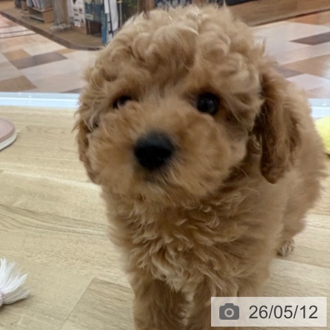 宮崎県のトイプードル(トイ) (ペットプラス 宮崎店/2026年3月4日生まれ/男の子/アプリコット)の子犬の4枚目の画像