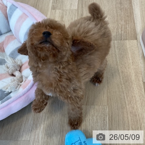 福岡県のトイプードル(トイ) (ペットプラス ららぽーと福岡店/2026年3月4日生まれ/男の子/レッド)の子犬の3枚目の画像