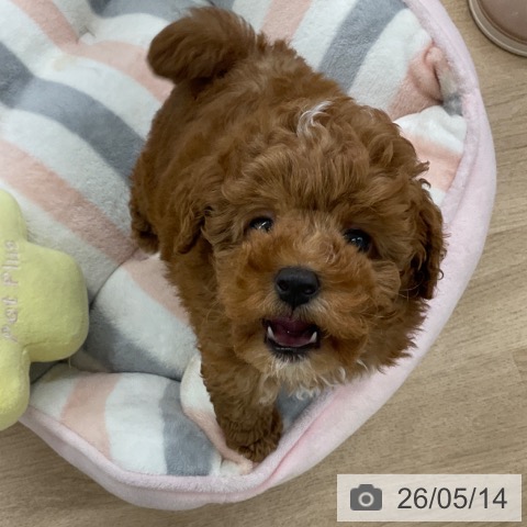 福岡県のトイプードル(トイ) (ペットプラス 春日店/2026年3月4日生まれ/女の子/レッド)の子犬の3枚目の画像