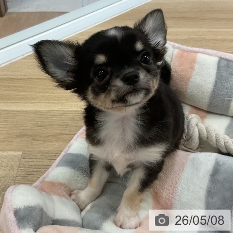 チワワの写真