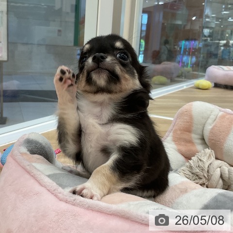 チワワの写真