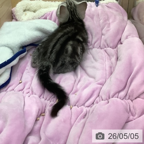 福岡県のアメリカンショートヘアー (ペットプラス 福岡店/2026年3月2日生まれ/女の子/シルバータビー)の子猫の3枚目の画像