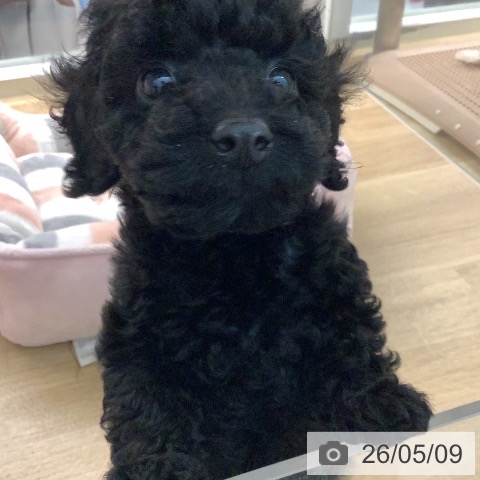 宮崎県のトイプードル(トイ) (ペットプラス 宮崎店/2026年3月5日生まれ/男の子/ブラック)の子犬の4枚目の画像