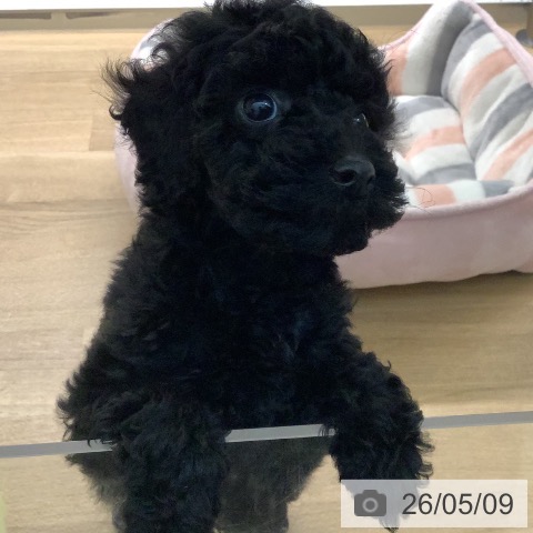 宮崎県のトイプードル(トイ) (ペットプラス 宮崎店/2026年3月5日生まれ/男の子/ブラック)の子犬の3枚目の画像