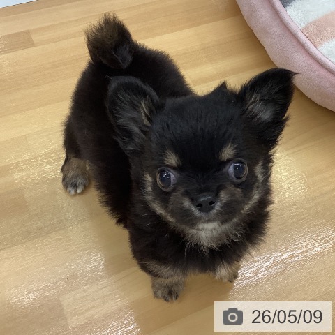 チワワの写真
