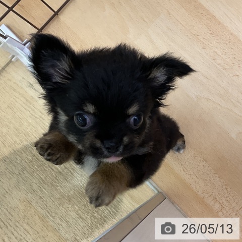 福岡県のチワワ(ロング) (ペットプラス 福岡店/2026年3月5日生まれ/男の子/ブラックタンホワイト)の子犬の3枚目の画像