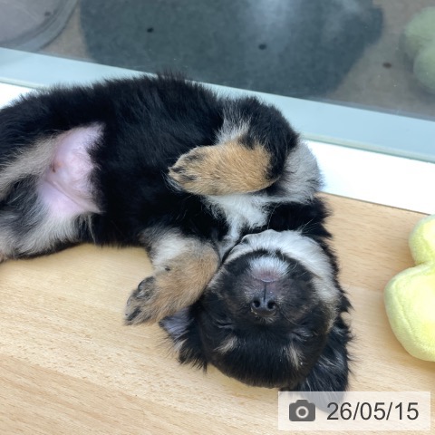 福岡県のチワワ(ロング) (ペットプラス MARK IS 福岡ももち店/2026年3月5日生まれ/女の子/ブラックタンホワイト)の子犬の3枚目の画像