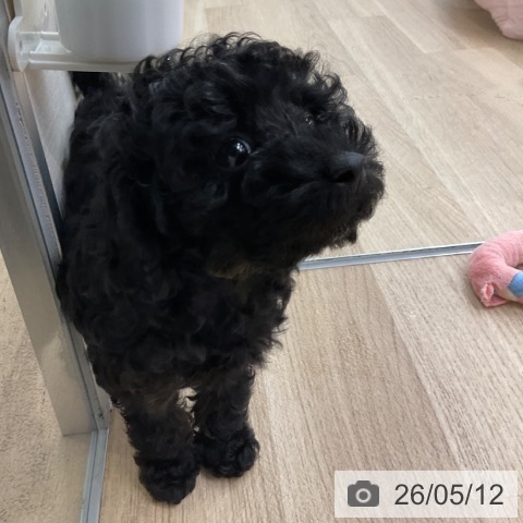 福岡県のトイプードル(トイ) (ペットプラス 春日店/2026年3月5日生まれ/女の子/ブラック)の子犬の3枚目の画像
