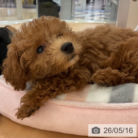 福岡県のトイプードル(トイ) (ペットプラス 福岡伊都店/2026年3月5日生まれ/女の子/レッド)の子犬の3枚目の画像