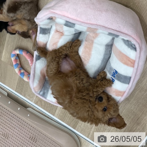 トイ・プードルの写真
