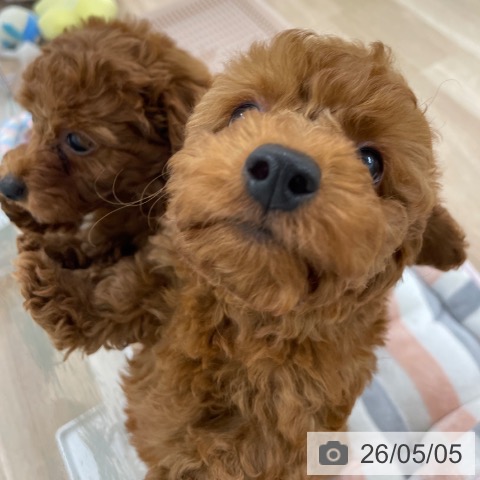 福岡県のトイプードル(トイ) (ペットプラス 八幡東店/2026年3月3日生まれ/男の子/レッドフォーン)の子犬の4枚目の画像