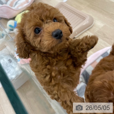 福岡県のトイプードル(トイ) (ペットプラス 八幡東店/2026年3月3日生まれ/男の子/レッドフォーン)の子犬の3枚目の画像