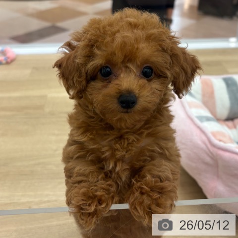 宮崎県のトイプードル(トイ) (ペットプラス 宮崎店/2026年3月3日生まれ/女の子/レッドフォーン)の子犬の4枚目の画像