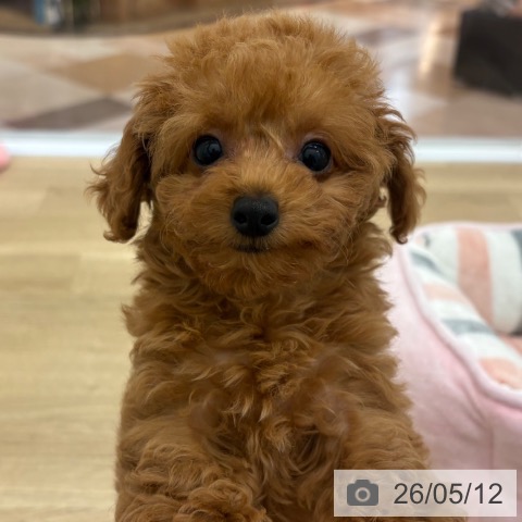 宮崎県のトイプードル(トイ) (ペットプラス 宮崎店/2026年3月3日生まれ/女の子/レッドフォーン)の子犬の3枚目の画像