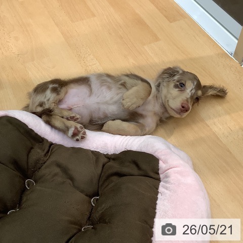 熊本県のミニチュアダックスフンド(ロング) (ペットプラス 熊本店/2026年3月4日生まれ/男の子/チョコレートダップル)の子犬の3枚目の画像