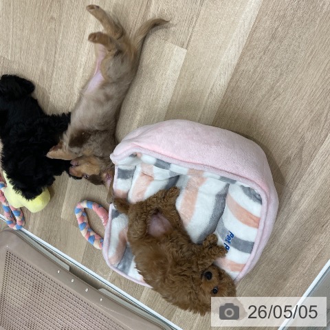 ミニチュア・ダックスフンドの写真