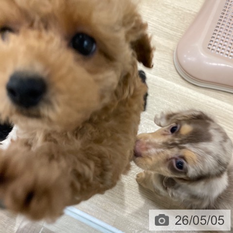 ミニチュア・ダックスフンドの写真