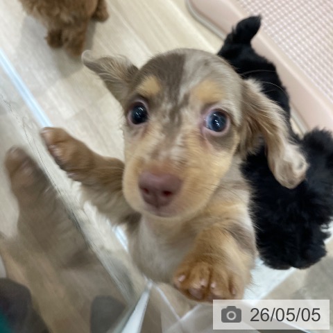ミニチュア・ダックスフンドの写真
