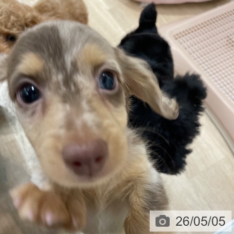 ミニチュア・ダックスフンドの写真