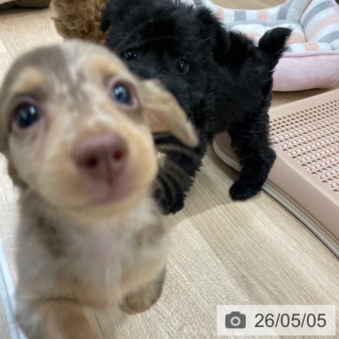 ミニチュア・ダックスフンドの写真