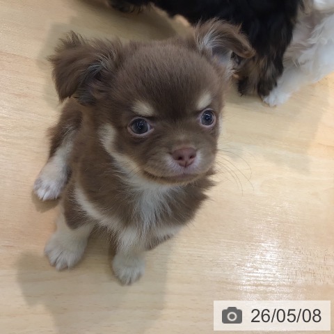 チワワの写真