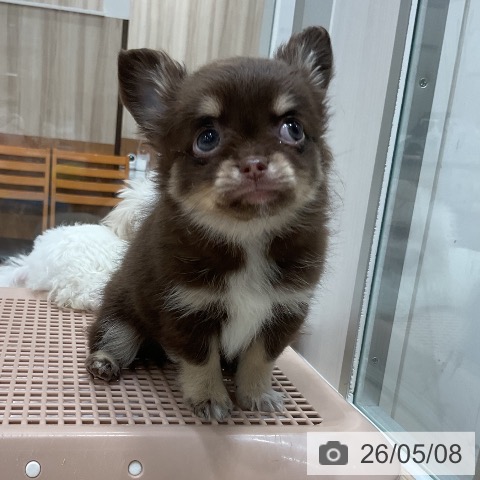 チワワの写真