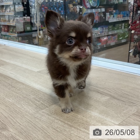 チワワの写真