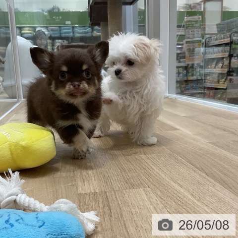チワワの写真
