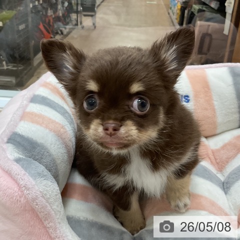 チワワの写真