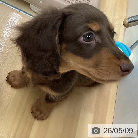 ミニチュア・ダックスフンドの写真