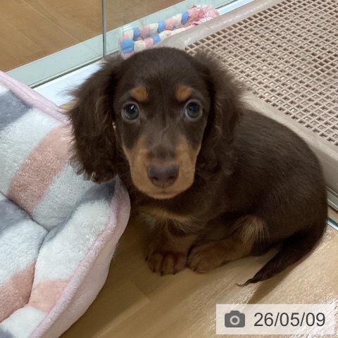 ミニチュア・ダックスフンドの写真