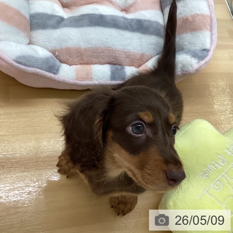 ミニチュア・ダックスフンドの写真