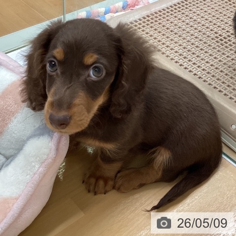 福岡県のミニチュアダックスフンド(ロング) (ペットプラス 黒崎店/2026年3月5日生まれ/男の子/チョコレートタン)の子犬の4枚目の画像