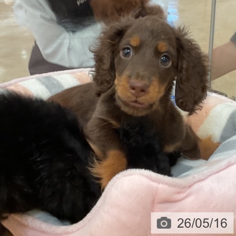 福岡県のミニチュアダックスフンド(ロング) (ペットプラス 福岡伊都店/2026年3月5日生まれ/男の子/チョコレートタン)の子犬の3枚目の画像