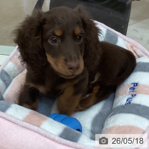 福岡県のミニチュアダックスフンド(ロング) (ペットプラス 福岡伊都店/2026年3月5日生まれ/男の子/チョコレートタン)の子犬の3枚目の画像