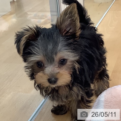 熊本県のヨークシャーテリア (ペットプラス 熊本店/2026年3月1日生まれ/女の子/スチールブルータン)の子犬の3枚目の画像