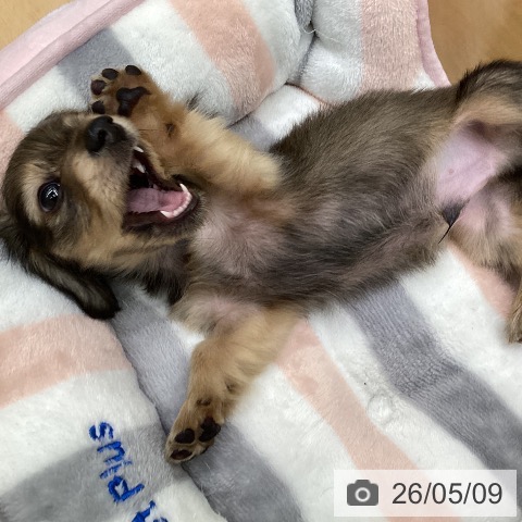 カニーンヘン・ダックスフンドの写真